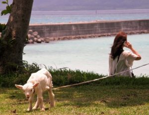 電子マネー利用＆クレカチャージでマイル・ポイントの2重取り